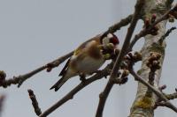 Carduelis carduelis
