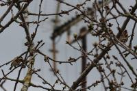 Carduelis carduelis