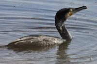 Phalacrocorax carbo