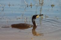 Phalacrocorax carbo