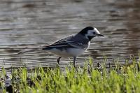 Motacilla alba