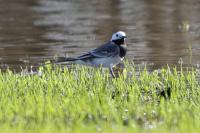 Motacilla alba