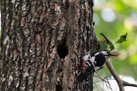 Dendrocopos major