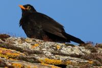 Turdus merula