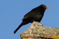Turdus merula