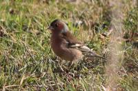Fringilla coelebs