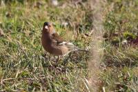 Fringilla coelebs