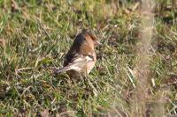 Fringilla coelebs