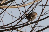 Erithacus rubecula