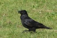 Corvus corone