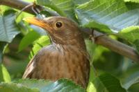 Turdus merula