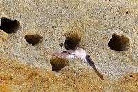 Riparia riparia