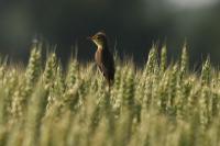 Hippolais polyglotta