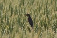 Hippolais polyglotta