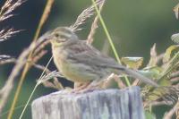 Emberiza cirlus