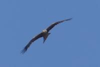 Milvus migrans