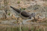 Tringa ochropus