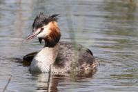 Podiceps cristatus