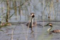 Podiceps cristatus