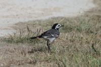Motacilla alba