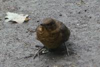 Turdus merula