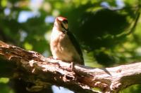 Dendrocopos major