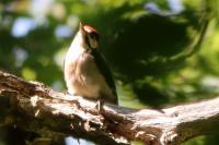 Dendrocopos major