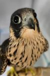 Falco peregrinus