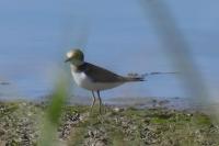 Charadrius dubius