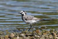 Motacilla alba
