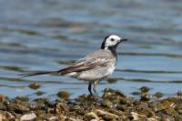 Motacilla alba