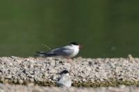 Sterna hirundo