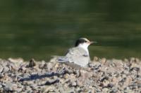 Sterna hirundo