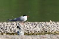 Sterna hirundo