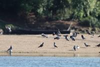 Columba livia