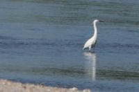 Egretta garzetta