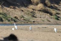Egretta garzetta