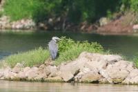 Ardea cinerea