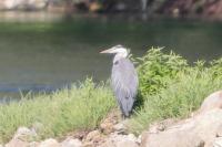 Ardea cinerea