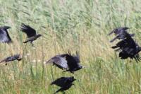 Corvus frugilegus