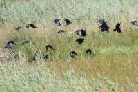 Corvus frugilegus