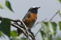 Phoenicurus phoenicurus