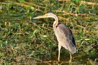 Ardea purpurea