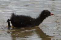 Gallinula chloropus