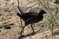 Gallinula chloropus