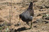 Gallinula chloropus