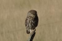 Athene noctua