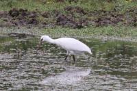 Platalea leucorodia