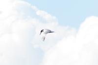 Sterna hirundo