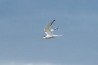 Sterna hirundo
